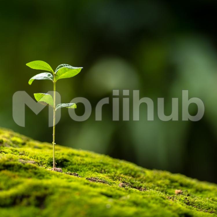 Close up Young plant growing over green background