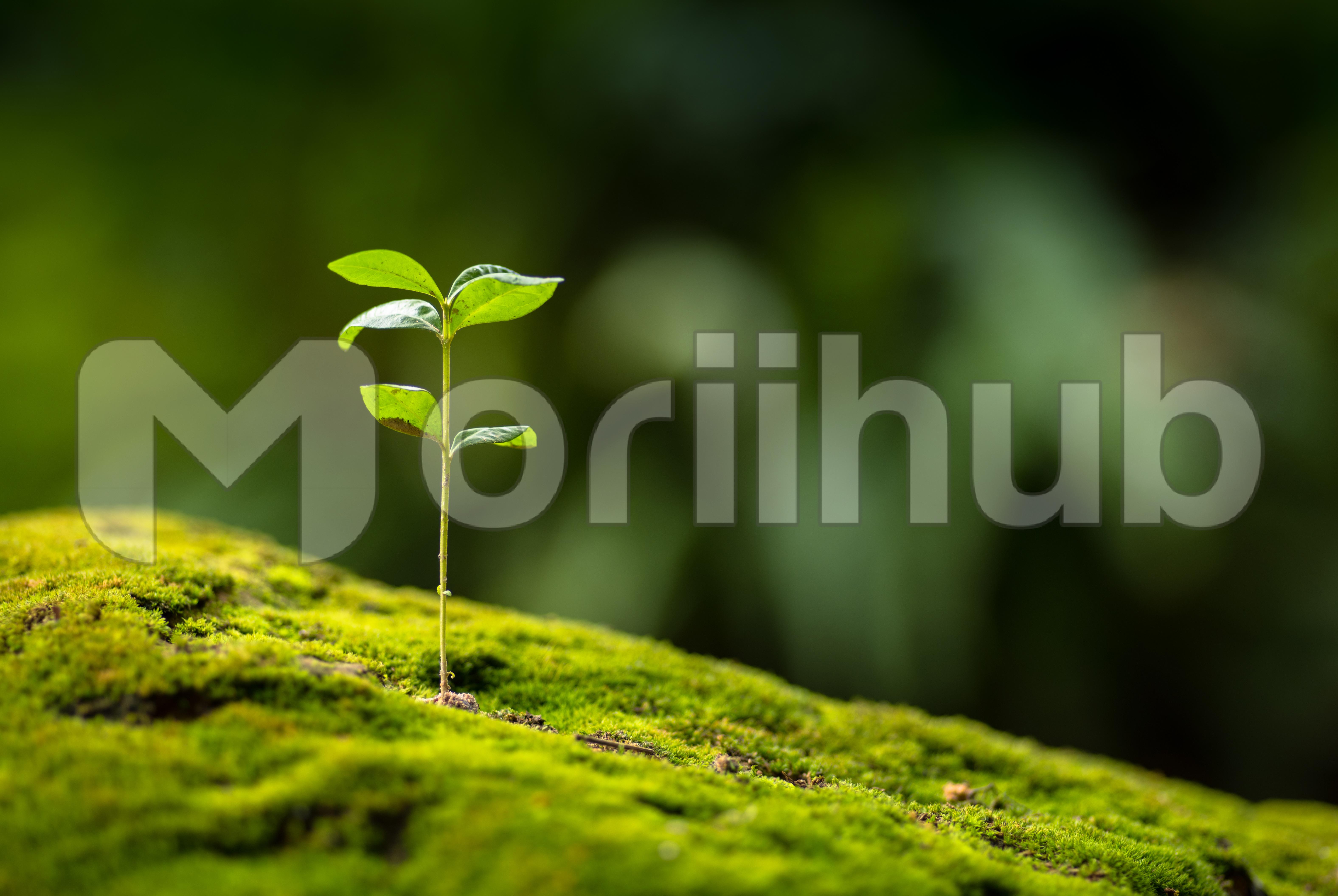 Close up Young plant growing over green background