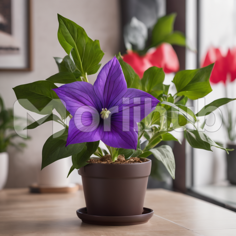 Blooms in the Corner