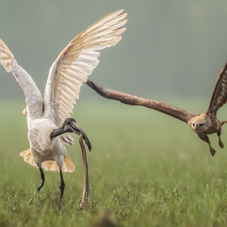 Black headed Ibis Catching a Snake and a Brahminy Kite trying to snatch it.