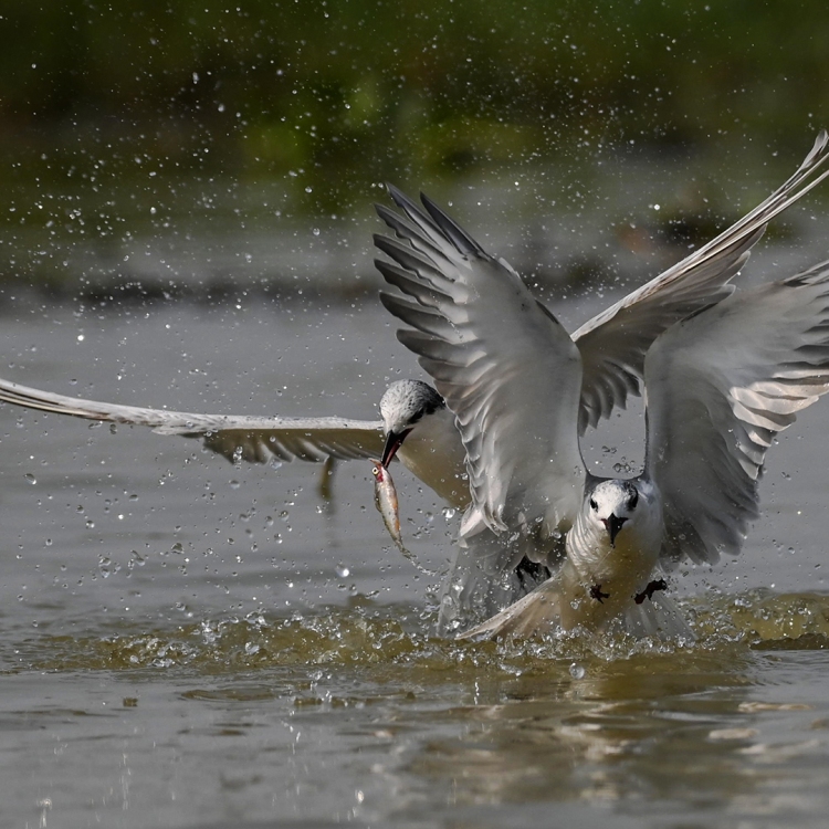Whiskered Terns in a frenzy