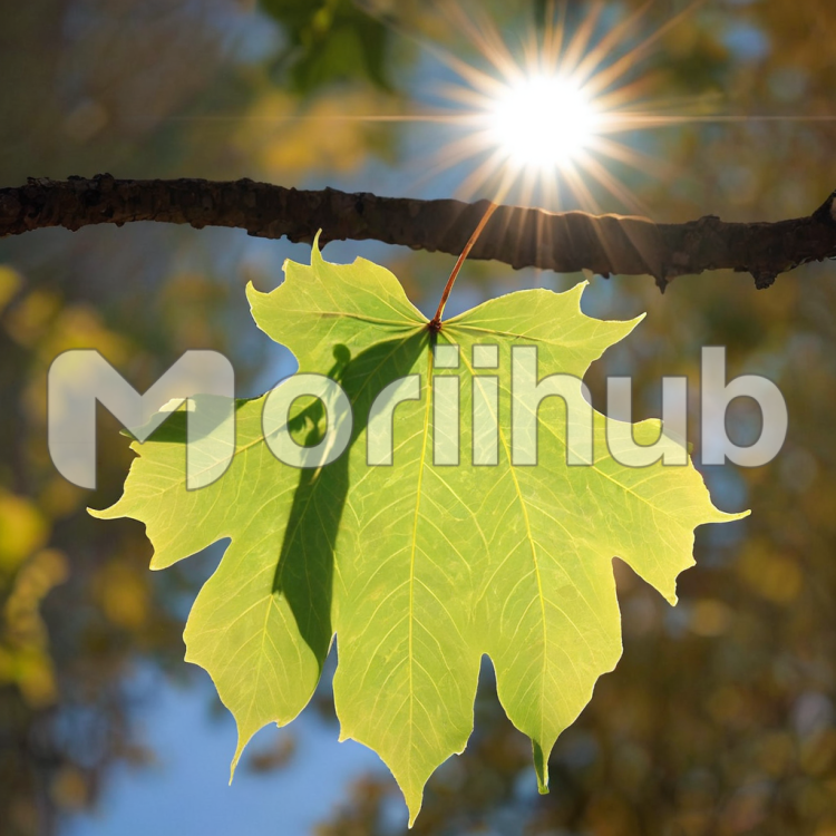 Sunlit Leaf