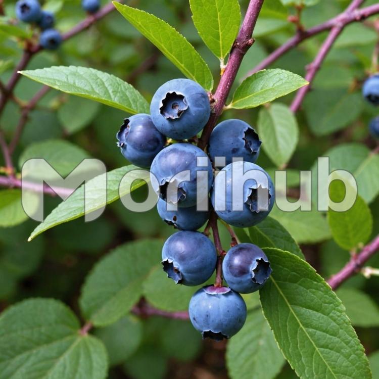 Beauty of Blueberries