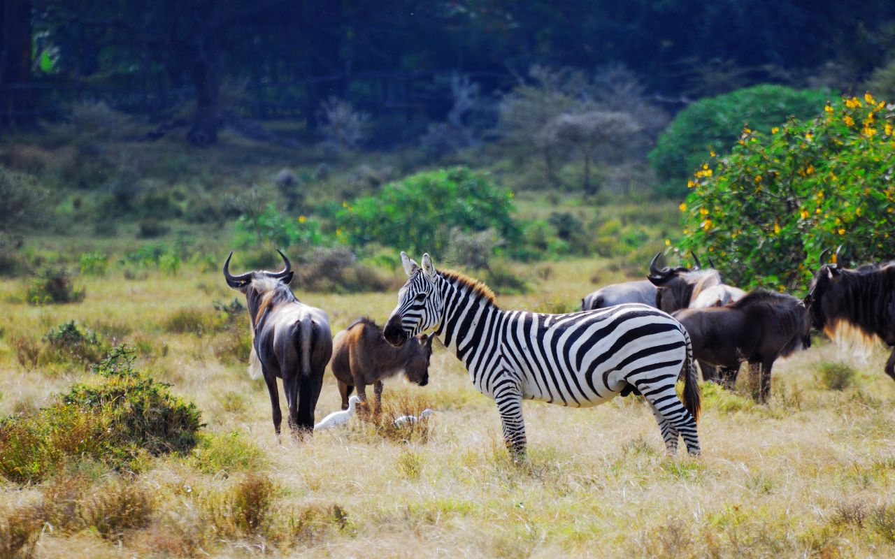 vivid-nature-and-wildlife-photography-collections